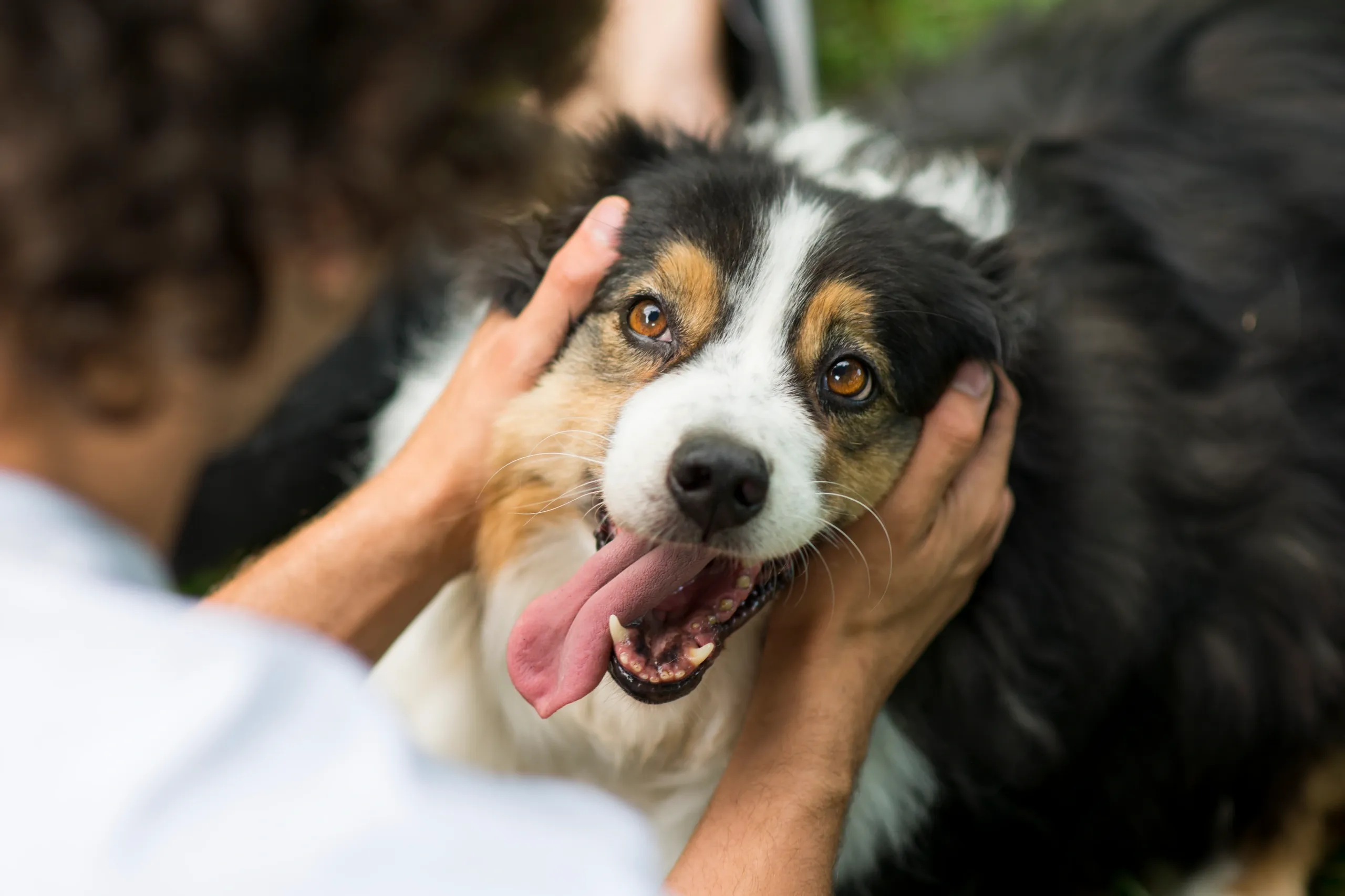 Happy dog at Mut Hut